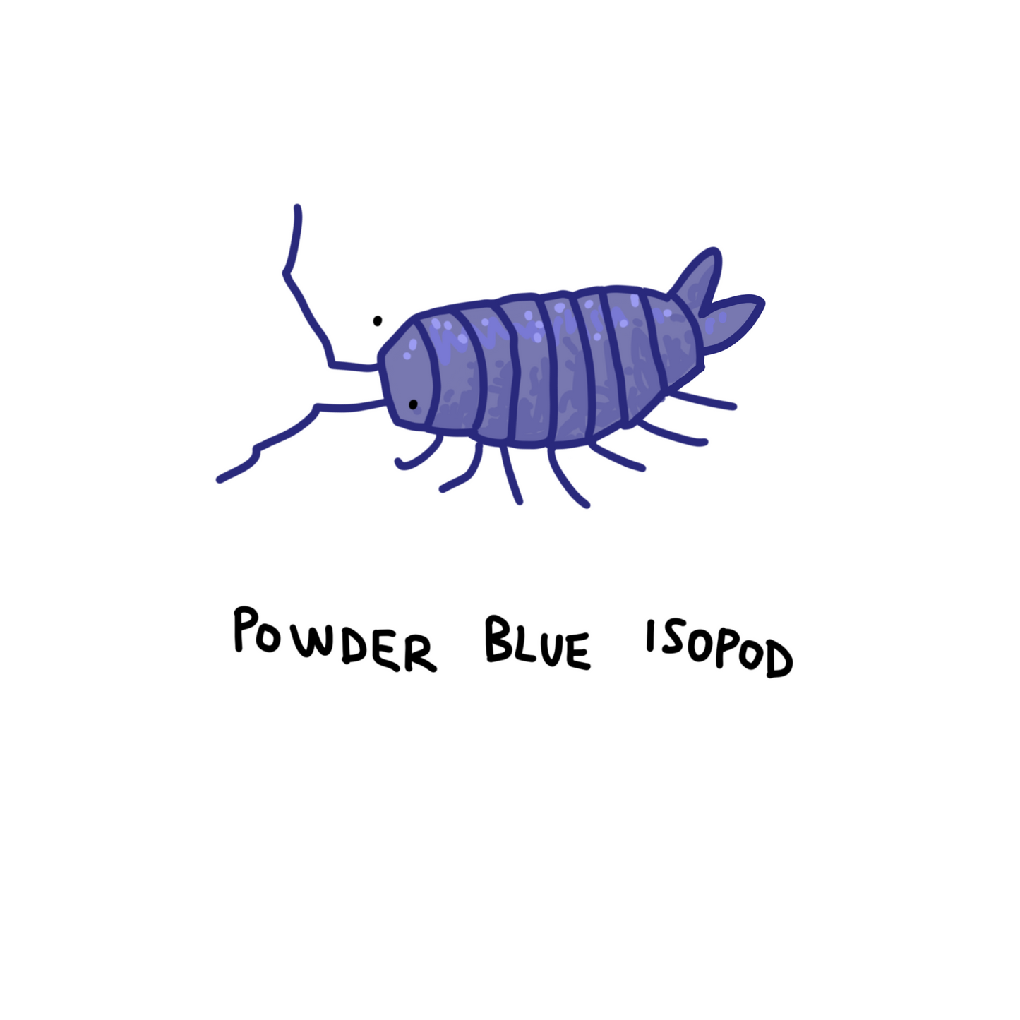 Powder Blue Isopods
