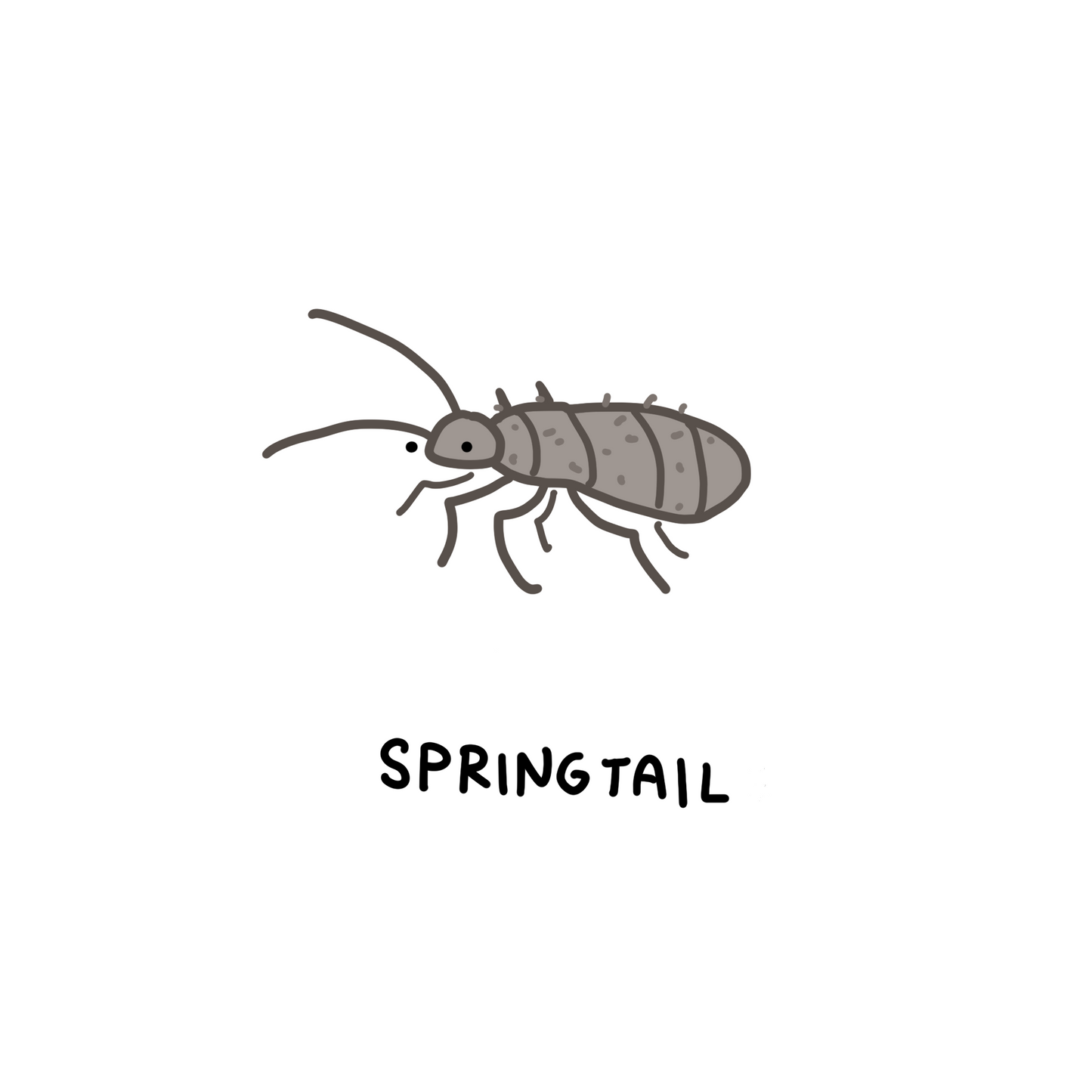 Temperate Springtails