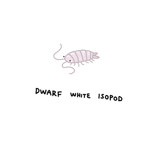 Dwarf White Isopods