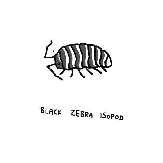 Black Zebra Isopods
