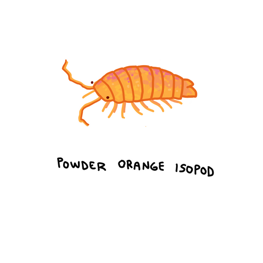 Powder Orange Isopods