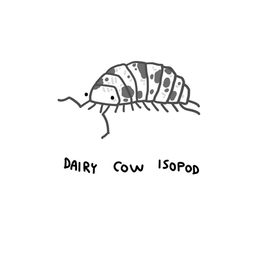 Dairy Cow Isopods