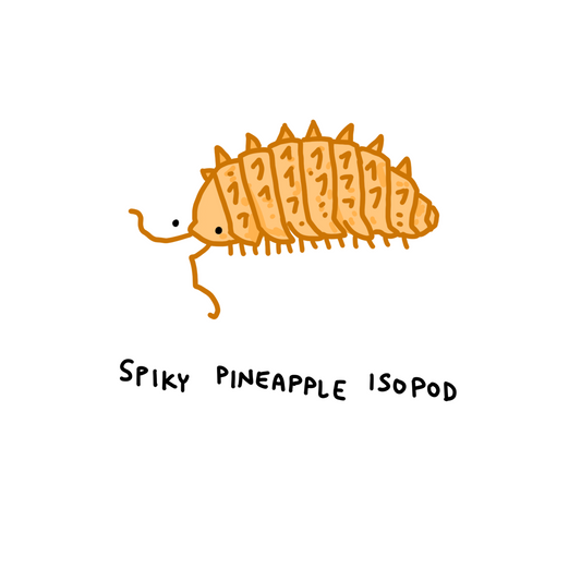 Spiky Pineapple Isopods