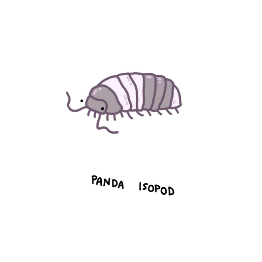 Panda King Isopods