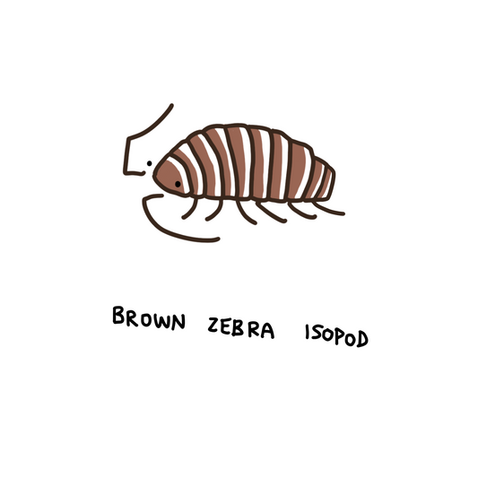 Brown Zebra Isopods