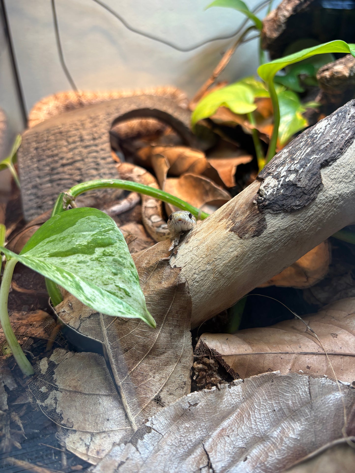 Pothos Clipping