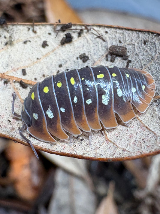 Clown Isopods